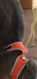 Gray cat wearing orange vest on bed.