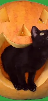 Black cat inside carved pumpkin on green background.