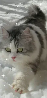 Fluffy cat walking through snowy landscape.