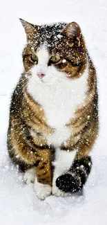 Cat sitting in snow, looking adorable with snowflakes on fur.