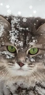 Fluffy cat with green eyes in snowy setting.