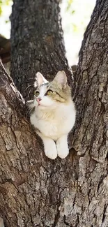 Cute cat resting in a tree with natural sunlight.