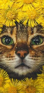 Cute cat surrounded by bright yellow flowers.