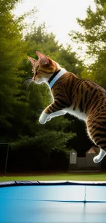 Cat jumping mid-air on a trampoline outdoors.