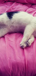 Cat lounging on a vibrant pink blanket.