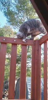 Cat balancing on a wooden fence outdoors.