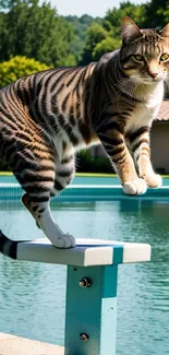 Cat balancing on a diving board by a serene pool.