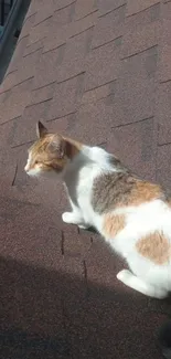 A cat sitting on a brown shingle rooftop.