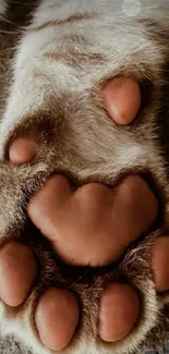 Close-up image of a cat's paw showing pink pads and fur.