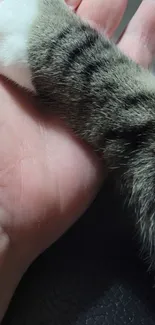 Cat paw gently resting on a human hand, symbolizing trust and connection.