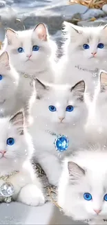 Cat Photograph White Live Wallpaper