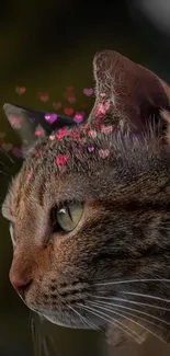 Cat Plant Eye Live Wallpaper