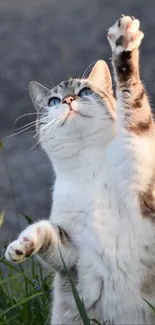 A cute cat reaching up, against a natural background.