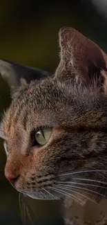 Close-up of a tabby cat's face in natural light.