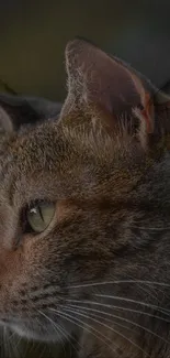 Close-up of a cat's profile with a dark background.