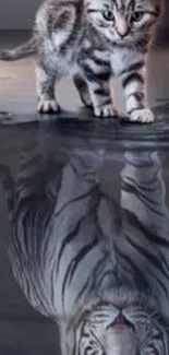 Kitten looking at its reflection, seeing a tiger.