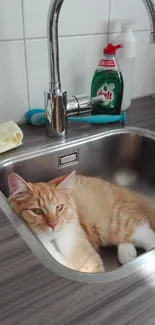 Ginger cat comfortably resting in a kitchen sink with cleaning items around.