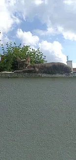 Cat lounging on a wall under a blue and cloudy sky.