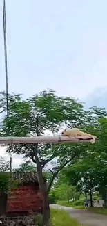 Cat lounging on a street lamp amid green trees and blue sky.