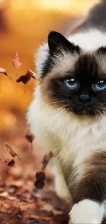 Fluffy cat walks through autumn leaves in this lively phone wallpaper.