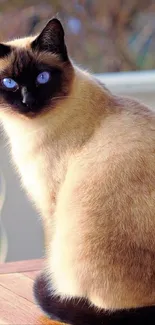 Cat Siamese Felidae Live Wallpaper