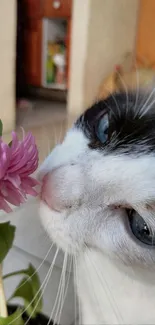 Cat sniffing a pink flower wallpaper for mobile.