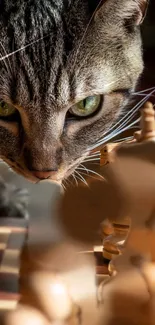 Cat intensely stares at a chessboard on a mobile wallpaper.