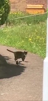 Cat walking through a sunny garden path in daylight.