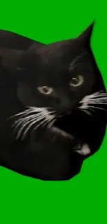 Black cat on bright green background wallpaper.