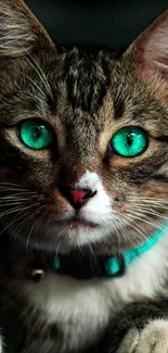 Cat with turquoise collar and bright green eyes mobile wallpaper.