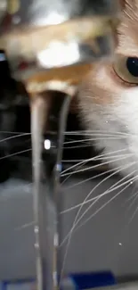 Curious cat watching water flow from tap.