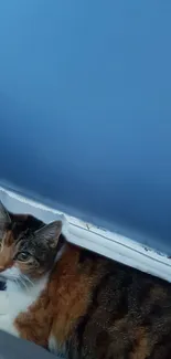 Calico cat against a blue background.