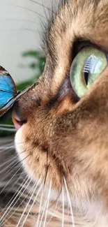 Close-up of a cat's face with a butterfly on its nose.