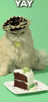 Fluffy cat wearing a sombrero with cake.