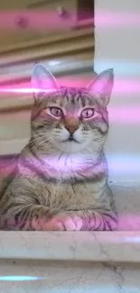 Resting cat with pink light effects on a staircase.