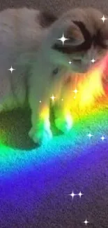 Fluffy cat with a rainbow light reflection on its fur.