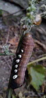 Closeup of brown caterpillar on green leafy stem.