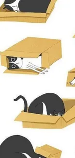 Cartoon cats playfully hiding in boxes on white background.