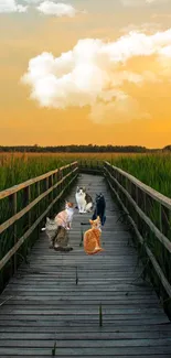 Cats sitting on a wooden path surrounded by lush green fields at sunset.