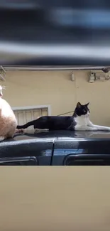 Two cats lounging on a sunlit car roof.