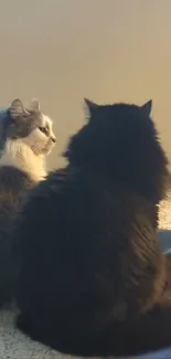 Two fluffy cats sitting on a sunlit carpet peacefully.