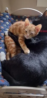 Two cats cuddle on a cozy, blue-patterned bed.