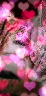 Two cats with a pink heart bokeh background.