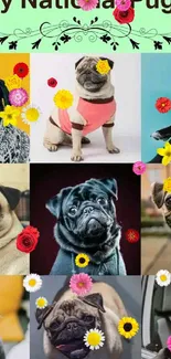 Celebrate with this delightful National Pug Day collage wallpaper.