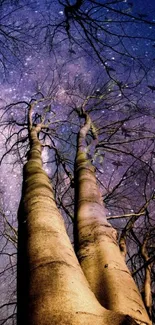 Tall trees silhouetted against a starry purple night sky.