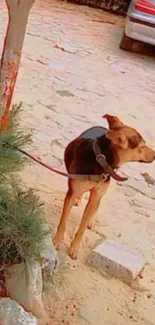 Chained dog in a rustic outdoor setting with vintage vibes.