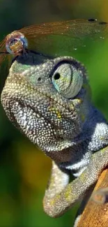 Chameleon with dragonfly on its head on a wood branch.