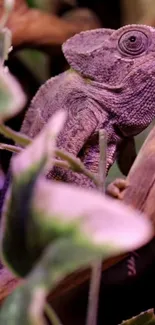 Close-up image of a chameleon in nature.