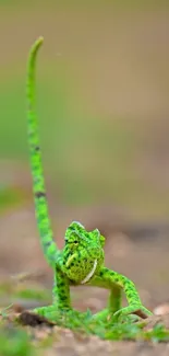 A green chameleon on a forest floor, showcasing vibrant wildlife.