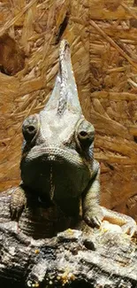 Chameleon resting on a rustic wooden branch.